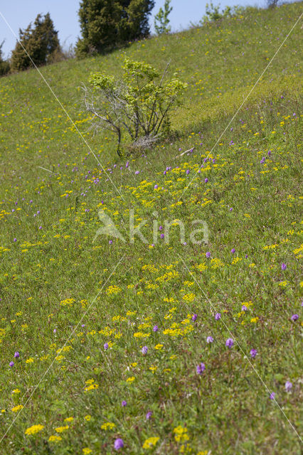 Drietandorchis (Neotinea tridentata)