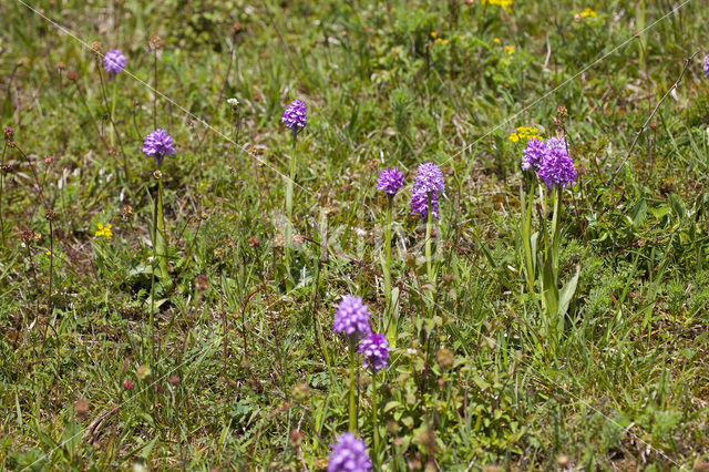 three-toothed orchid (Neotinea tridentata)