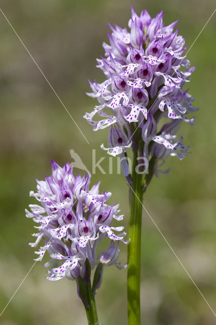 Drietandorchis (Neotinea tridentata)