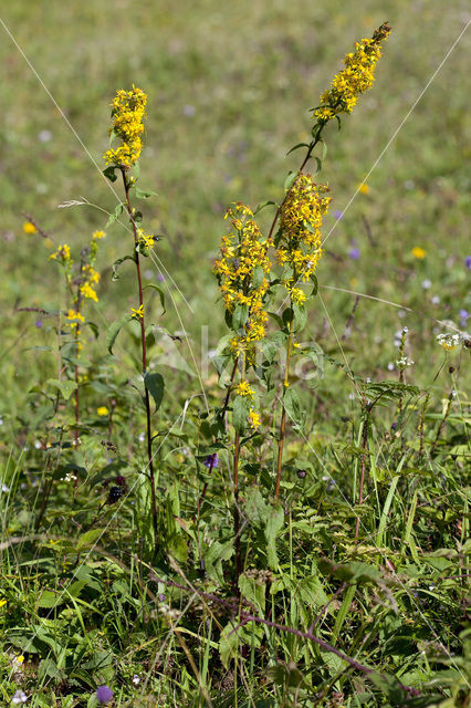 Goldenrod (Solidago virgaurea)