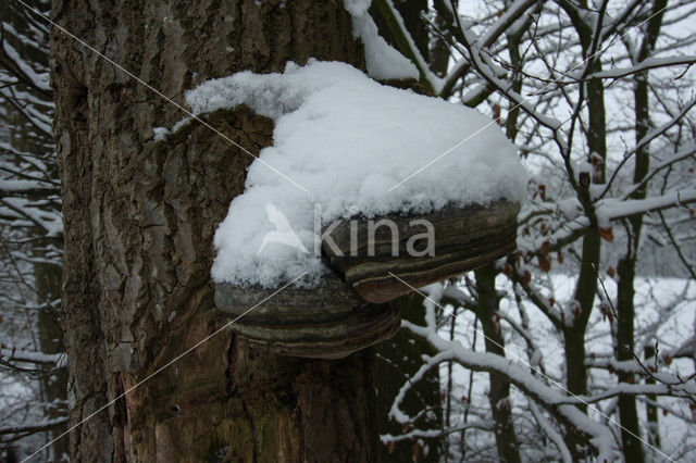 Echte tonderzwam (Fomes fomentarius)