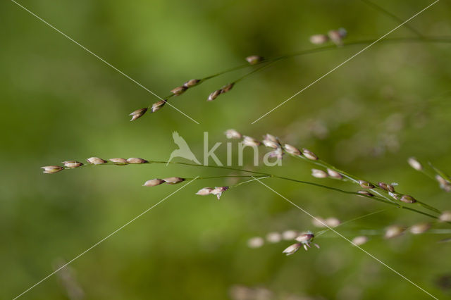 Eenbloemig parelgras (Melica uniflora)