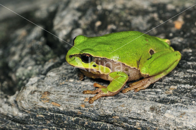 Europese boomkikker (Hyla arborea)