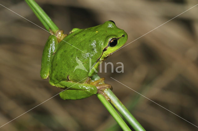 Europese boomkikker (Hyla arborea)