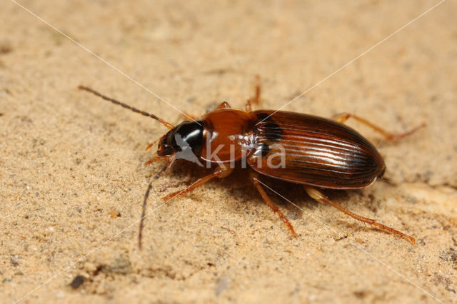 Gele Glansloper (Stenolophus skrimshiranus)