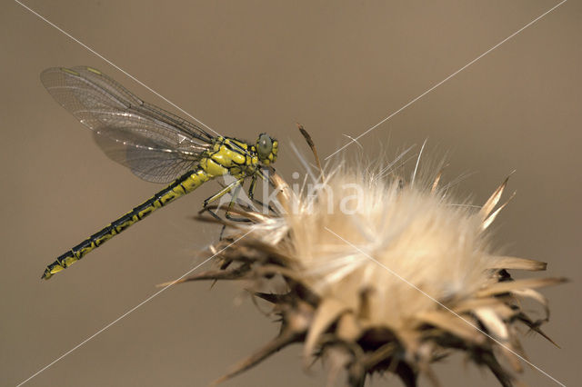 Gele rombout (Gomphus simillimus)