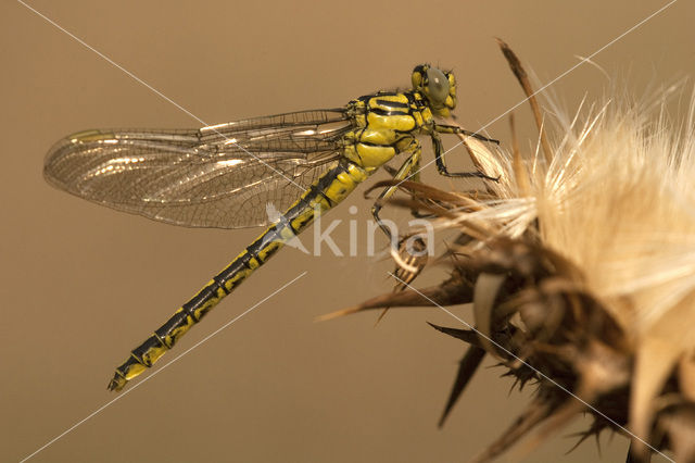 Gele rombout (Gomphus simillimus)