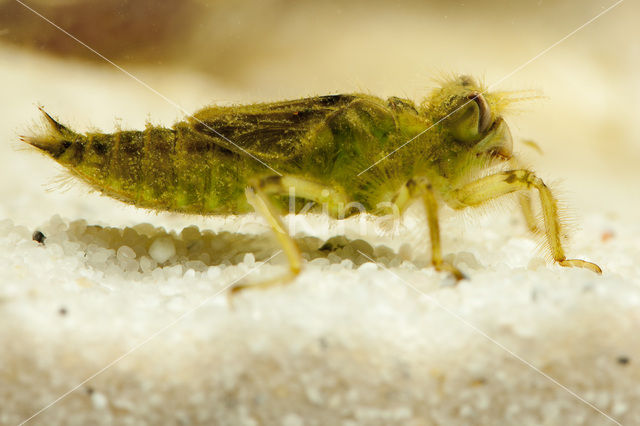 Gewone oeverlibel (Orthetrum cancellatum)