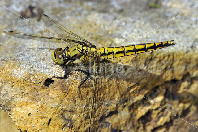 Gewone oeverlibel (Orthetrum cancellatum)