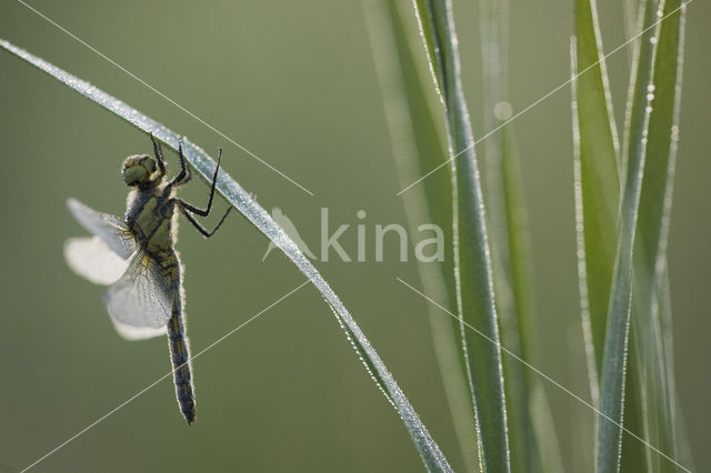 Gewone oeverlibel (Orthetrum cancellatum)