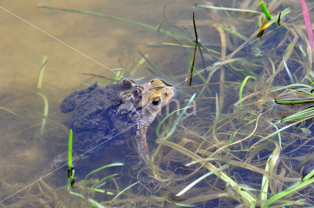 Gewone pad (Bufo bufo)