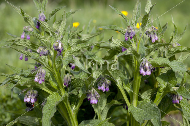 Gewone smeerwortel (Symphytum officinale)