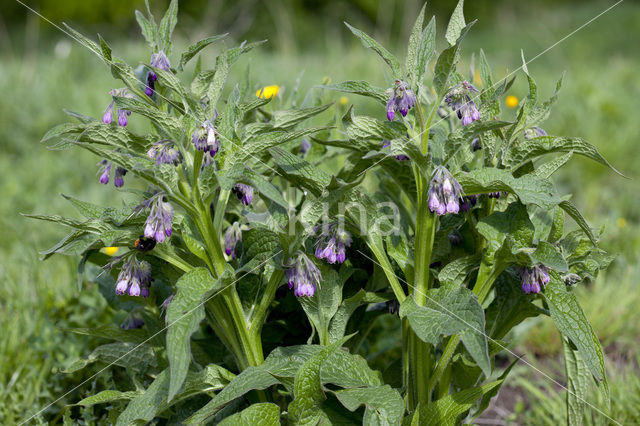 Gewone smeerwortel (Symphytum officinale)