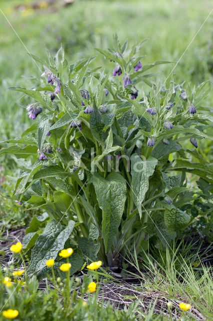 Gewone smeerwortel (Symphytum officinale)