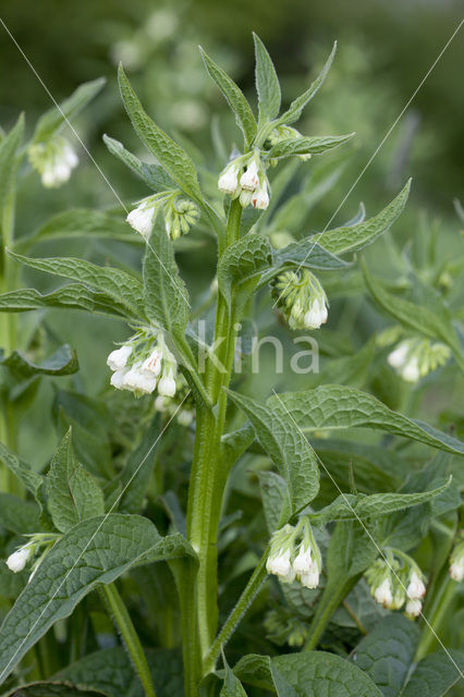 Gewone smeerwortel (Symphytum officinale)