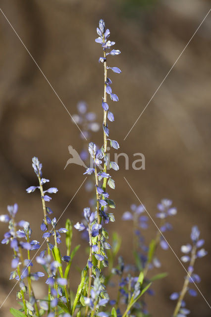 Gewone vleugeltjesbloem (Polygala vulgaris)