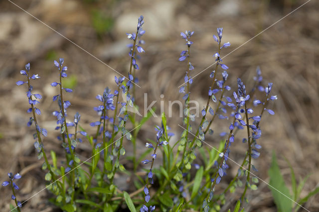 Common Milkwort (Polygala vulgaris)