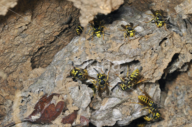 common wasp (Vespula vulgaris)