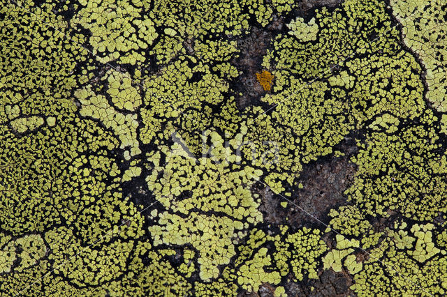 Yellow map lichen (Rhizocarpon geographicum)