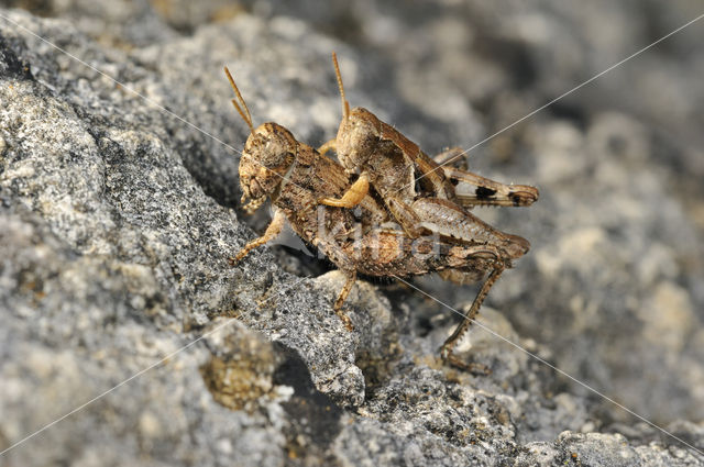 Grasshopper (Pezotettix giornae)