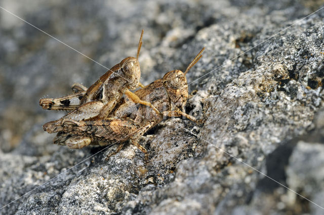 Grasshopper (Pezotettix giornae)