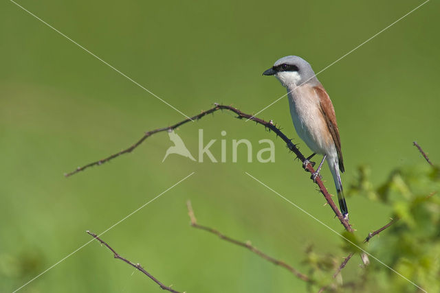 Grauwe Klauwier (Lanius collurio)