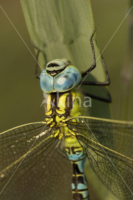 Groene glazenmaker (Aeshna viridis)