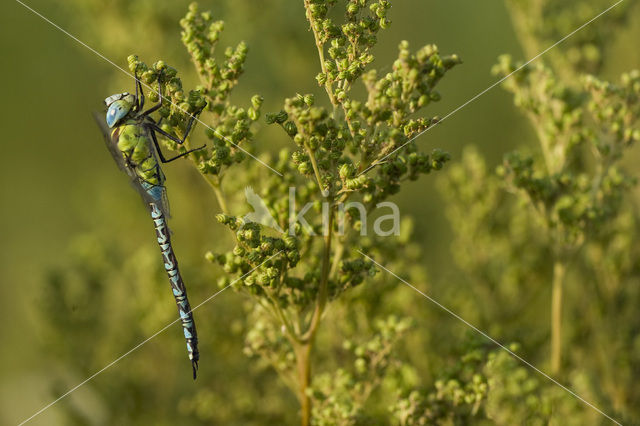 Groene glazenmaker (Aeshna viridis)