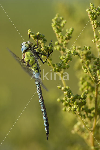 Groene glazenmaker (Aeshna viridis)