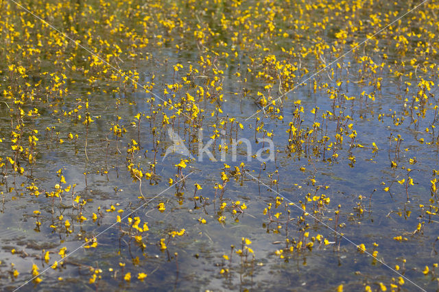 Groot blaasjeskruid (Utricularia vulgaris)