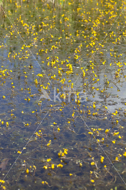 Groot blaasjeskruid (Utricularia vulgaris)