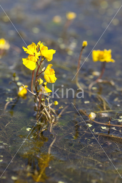 Groot blaasjeskruid (Utricularia vulgaris)