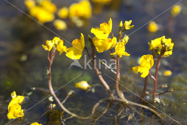 Greater Bladderwort (Utricularia vulgaris)