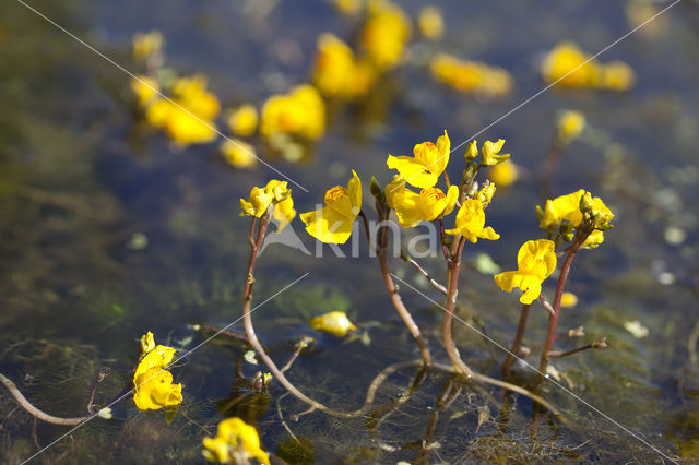 Greater Bladderwort (Utricularia vulgaris)