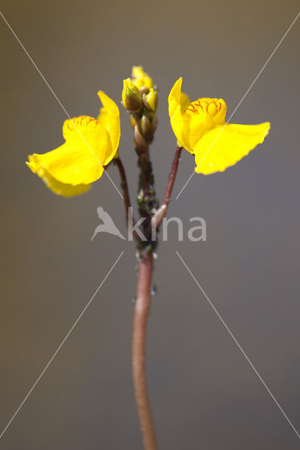 Greater Bladderwort (Utricularia vulgaris)