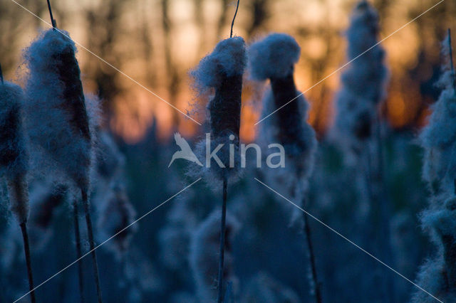 Grote lisdodde (Typha latifolia)