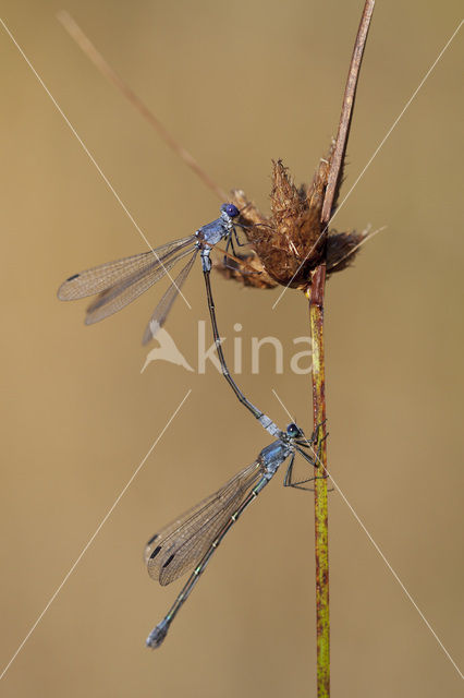 Grote pantserjuffer (Lestes macrostigma)