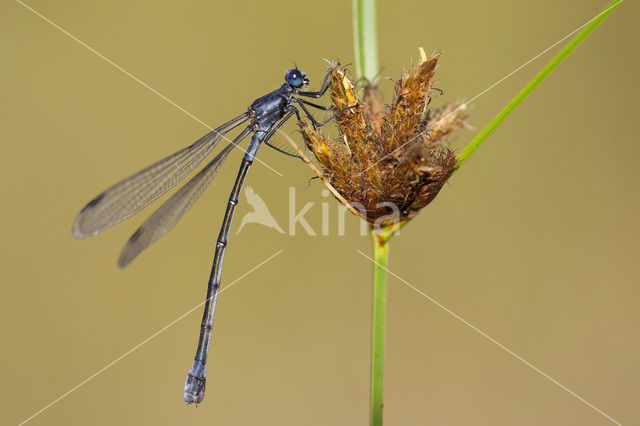 Dark Spreadwing (Lestes macrostigma)