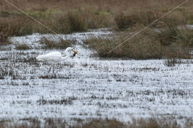 Grote zilverreiger (Casmerodius albus)