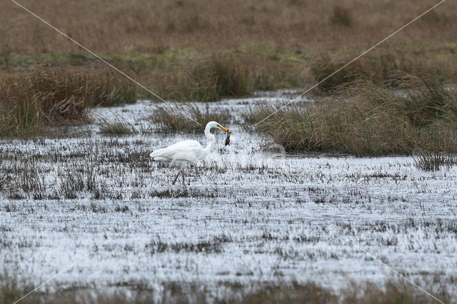 Grote zilverreiger (Casmerodius albus)