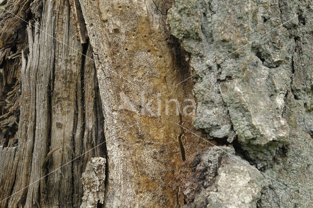 Grove den (Pinus sylvestris)