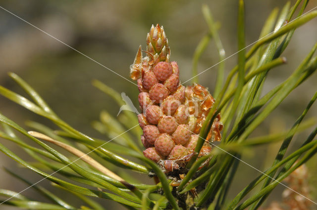 Grove den (Pinus sylvestris)