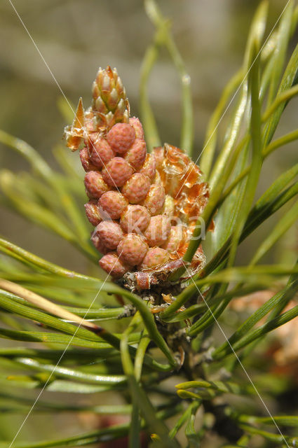 Grove den (Pinus sylvestris)