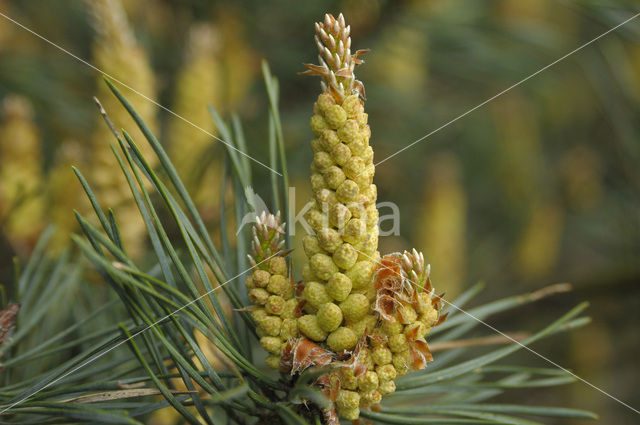 Grove den (Pinus sylvestris)