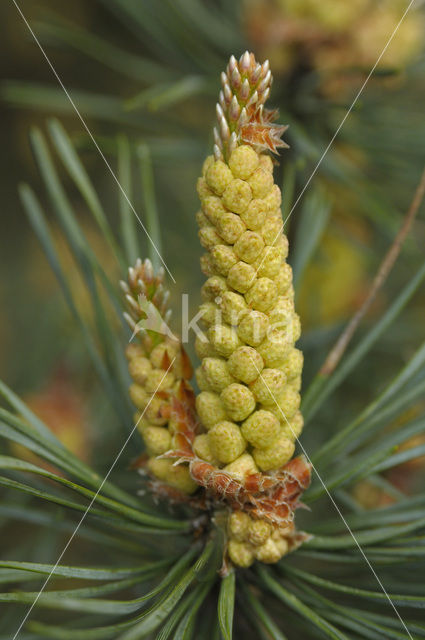 Grove den (Pinus sylvestris)