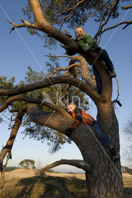 Grove den (Pinus sylvestris)