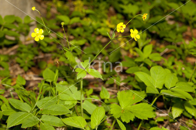 Gulden boterbloem (Ranunculus auricomus)