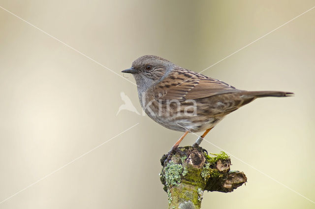 Heggemus (Prunella modularis)