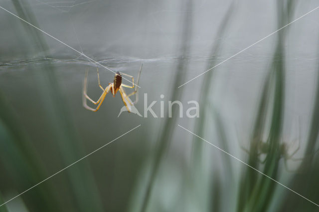 Herfsthangmatspin (Linyphia triangularis)