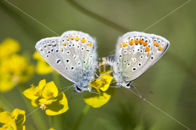 Icarusblauwtje (Polyommatus icarus)